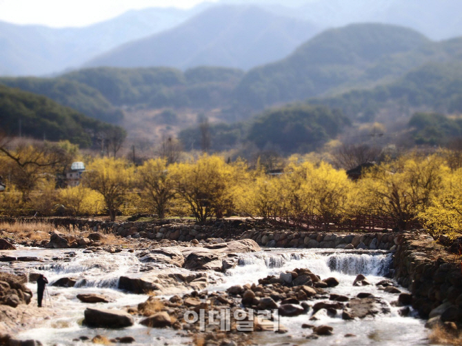 봄의 전령 동백꽃이 폈다..한려해상국립공원서 만개