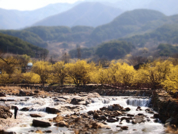 봄의 전령 동백꽃이 폈다..한려해상국립공원서 만개