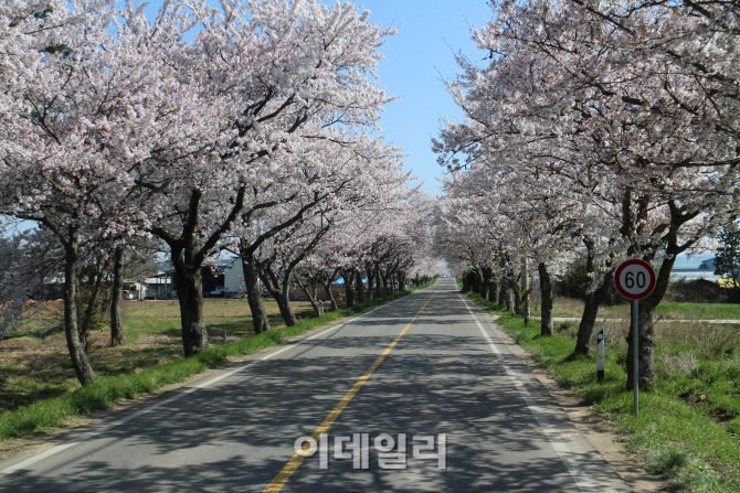 [e주말] 花사한 4월에 가볼 만한 벚꽃 명소