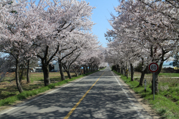  花사한 4월에 가볼 만한 벚꽃 명소