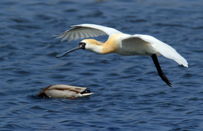 [포토] 세계적 멸종 희귀조 '저어새' 강릉서 관찰