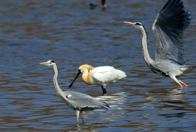 [포토] 세계적 멸종 희귀조 '저어새' 강릉서 관찰
