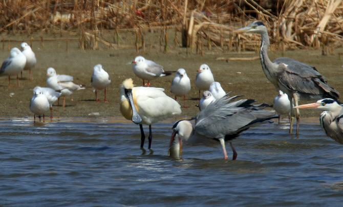 [포토] 세계적 멸종 희귀조 '저어새' 강릉서 관찰