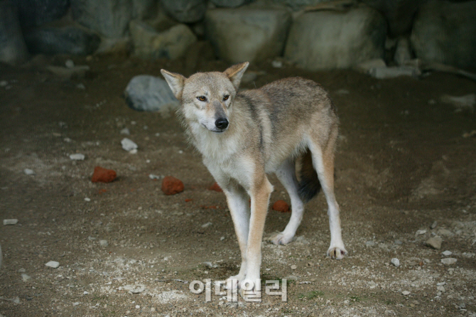 마지막 한국늑대 동물원에서 죽었다