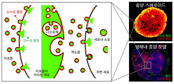 KAIST, 나노소포체로 종양 전역에 항암약물 전달기술 개발