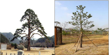 600년 나이의 '정이품송' 친자식, 과천과학관에 있다