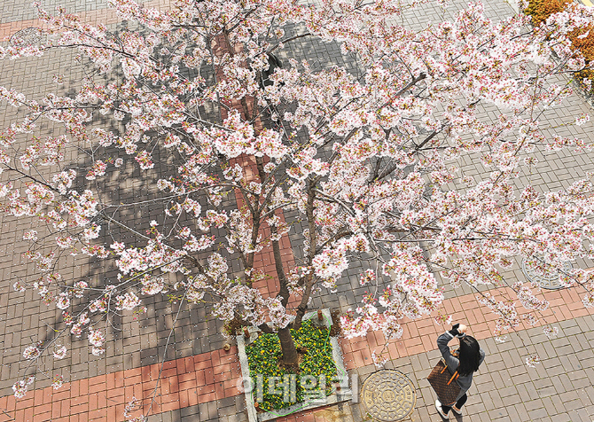 [포토]벚꽃 만개한 건국대 캠퍼스의 봄-1