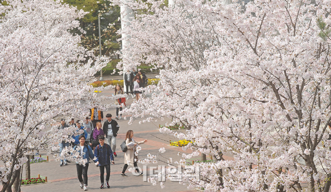 [포토]벚꽃 만개한 건국대 캠퍼스의 봄-2