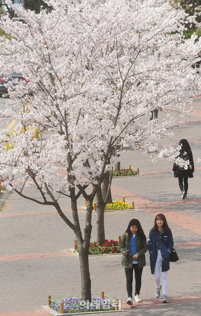 [포토]벚꽃 만개한 건국대 캠퍼스의 봄-3
