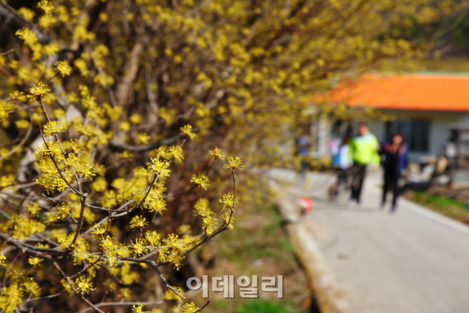 [e주말]노란 봄의 전령사 ‘주읍리 산수유마을’