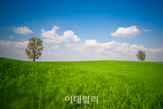 [e주말]이국적인 평원의 호밀밭  ‘안성팜랜드’