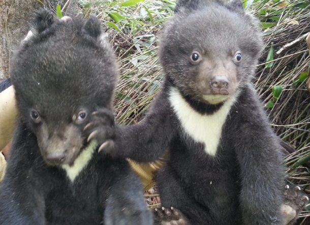 지리산 반달가슴곰 가족 늘었다..새끼 5마리 출산