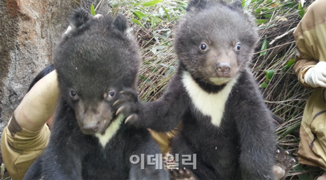 '멸종위기' 지리산 반달곰, 새끼 5마리 출산