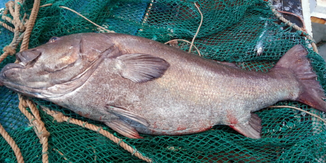 돗돔, 무게 115kg.. 역대 최고가 낙찰 `전설의 심해어`