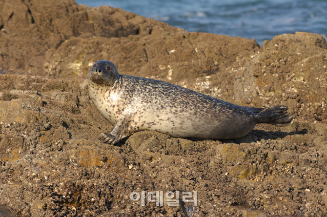 [멸종동물을 찾아서]백령도 점박이물범…천적은 '상어' 아닌 '사람'