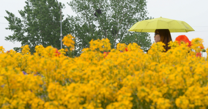 [포토] 노란꽃 노란우산