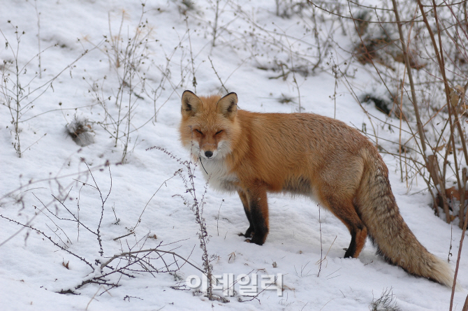 [멸종동물을 찾아서]'여우야 여우야 뭐하니..죽었니 살았니?'