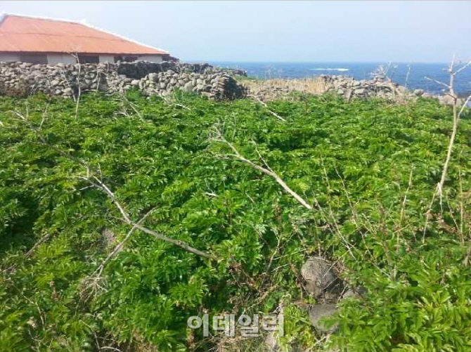 바다 보이는 제주 땅 152명 우르르