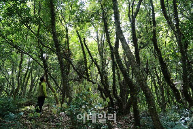 [여행+] 제주 마지막 '보고'…신비의 숲 '곶자왈'