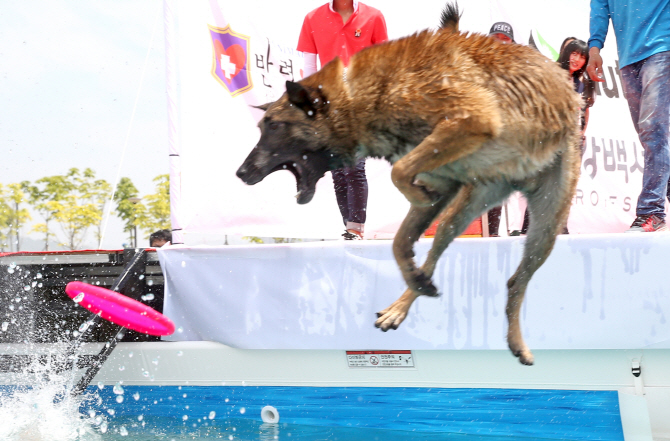 [포토] 날아라 '플라잉 도그(flying dog)'