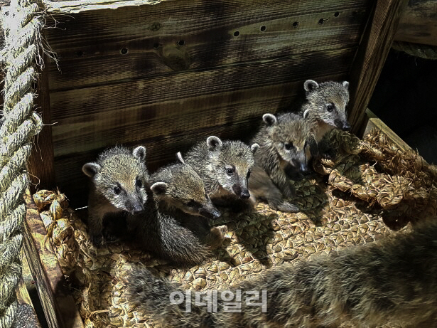 한화아쿠아플라넷일산, 아기 코아티 5남매 출산 후 첫 공개