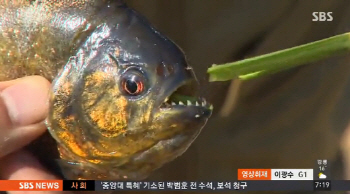 횡성저수지 피라니아 소탕 위해 밤샘 '물'빼기 착수