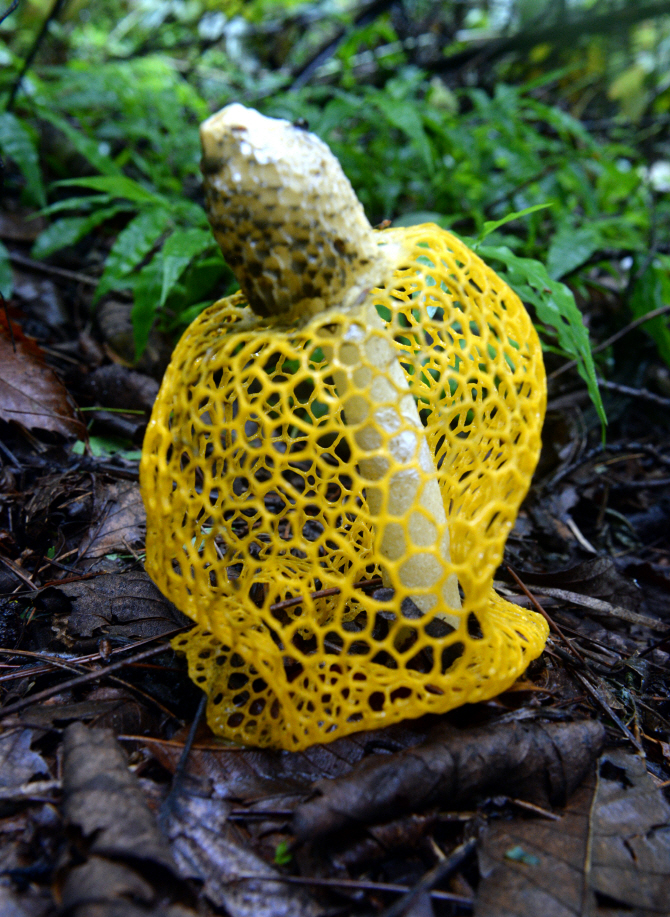 [포토] 장마철에 나타나는 노랑망태버섯