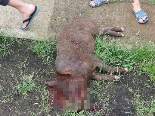 익산 신북마을 또 멧돼지 3마리 출몰..2마리 사살