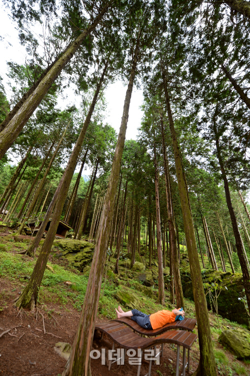 [여행+] 편백숲서 '바람목욕'…몸속까지 개운하네