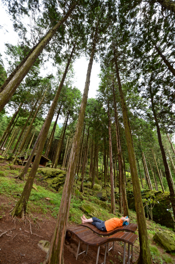  편백숲서 '바람목욕'…몸속까지 개운하네