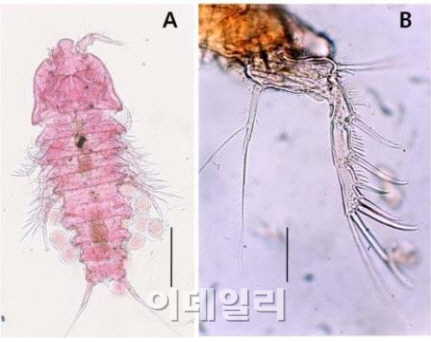 우리땅 독도서 신종생물 5종 발견
