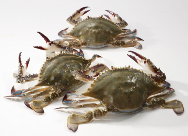 "꽃게철이 돌아왔다"..대형마트 `햇 꽃게` 기획전 실시
