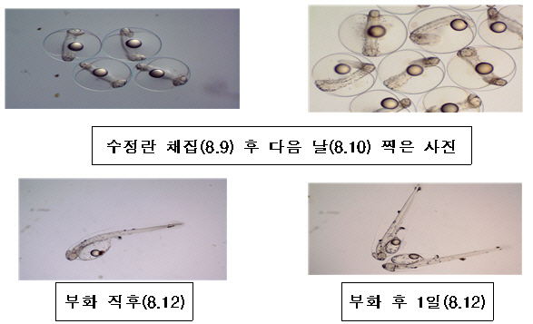 양식 성공한 국내산 '참치' 식탁 위에 오른다