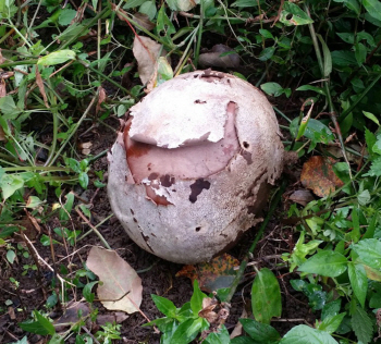 희귀종 '댕구알버섯' 남원서 발견, 남성에 특히 좋다… 볶음 요리도 유용