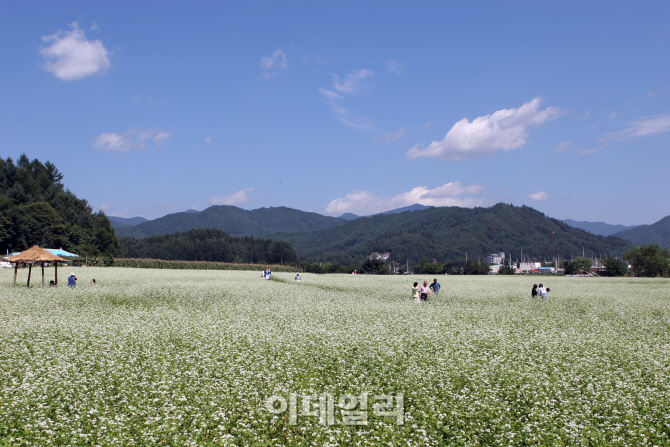 메밀꽃 필 무렵 한화리조트의 반가운 제안