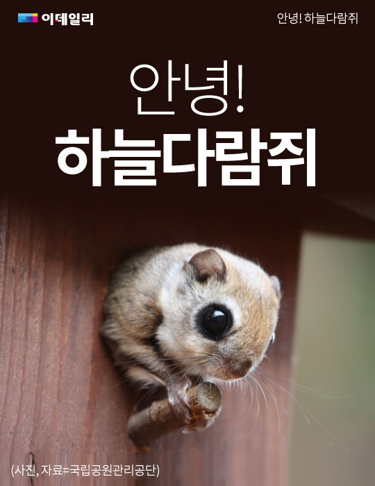 [카드뉴스] 안녕! 하늘다람쥐