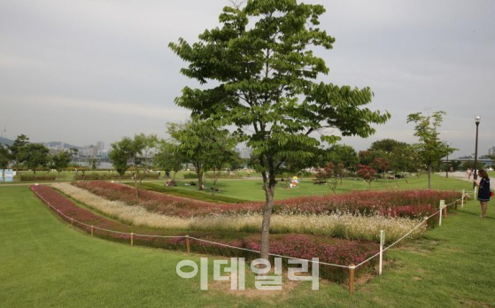 서울시, 뚝섬한강공원에 ‘편백나무 힐링숲’ 조성