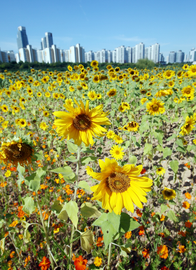 [포토] 송도에 핀 해바라기 군락