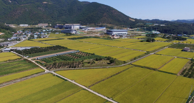 [포토] 가을 황금 들녘