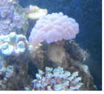 과천과학관, 10월 ‘산호’  ‘식용곤충체험’ 기획전