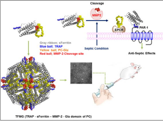 국내연구진 "패혈증 억제하는 나노 약물전달체 개발"