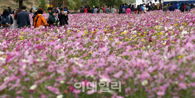 [포토]가을 만끽하는 시민들  '꽃의 향연'