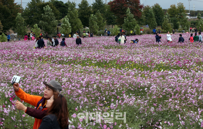 [포토]가을의 전령사 코스모스 '활짝'