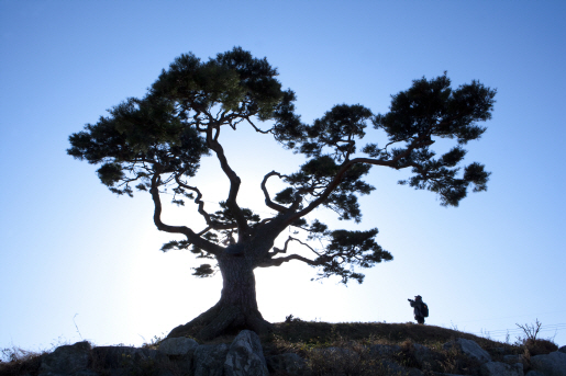 '한민족 상징' 소나무 영문명에서 일제 잔재 "Japanese" 지운다