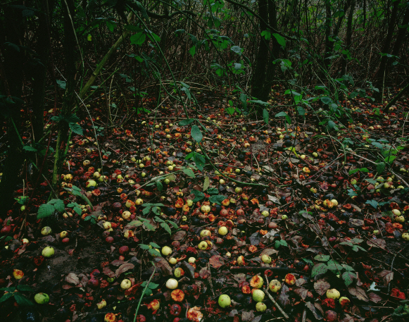 [e갤러리] 비젖은 가을숲서 본것…박형근 '텐스리스-76, 디케이'