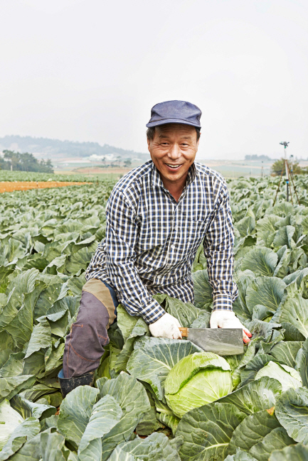 이마트, 국산 종자 양배추 선봬