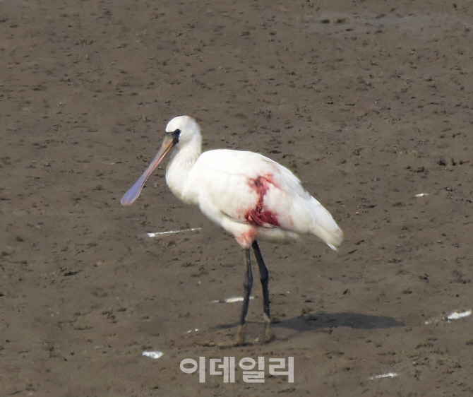 파주 공릉천서 총상입은 멸종위기 1급 저어새 발견