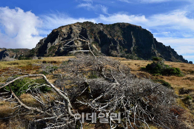 ‘고사위기’ 한라산 구상나무 되살린다