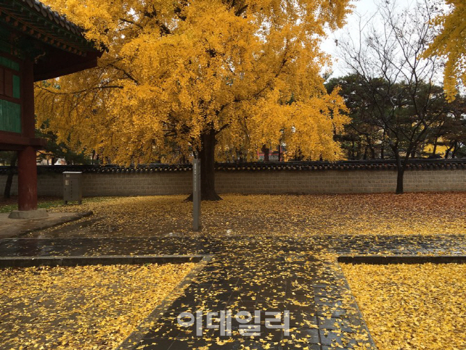  `경기전` 단비에 떨어진 낙엽들                                                                                                                                                                    