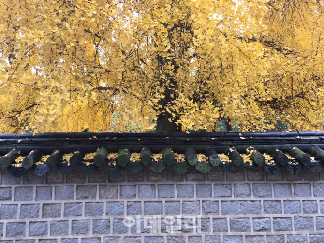  `경기전`을 노랗게 물들인 은행나무                                                                                                                                                                